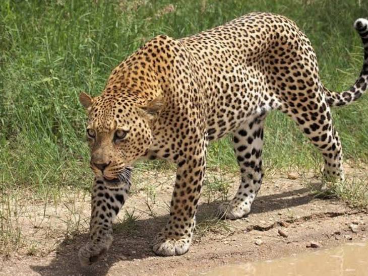 34 ટકા દીપડાઓ એટલે કે આશરે 470થી વધુ માનવ વસતિની આસપાસ વસવાટ કરે છે