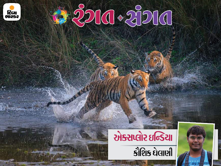 Introducing Jim Corbett National Park and playing the tiger's tricks | જિમ કોર્બેટ નેશનલ પાર્કનાં ઢીકાલાનો પરિચય અને વાઘની કરામતોનો દિલધડક ખેલ... વાતાવરણ ભય પ્રેરે એવું છતાં જગ્યા છોડવાનું મન નહીં થાય - Vimarsana News
