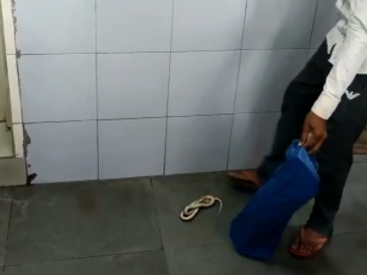 મૃત સાપને જોઈને ડોક્ટર પણ ચોંકી ગયા હતા.