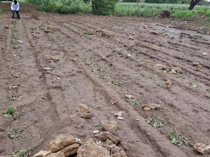 ખેતરો ખેદાન-મેદાન.