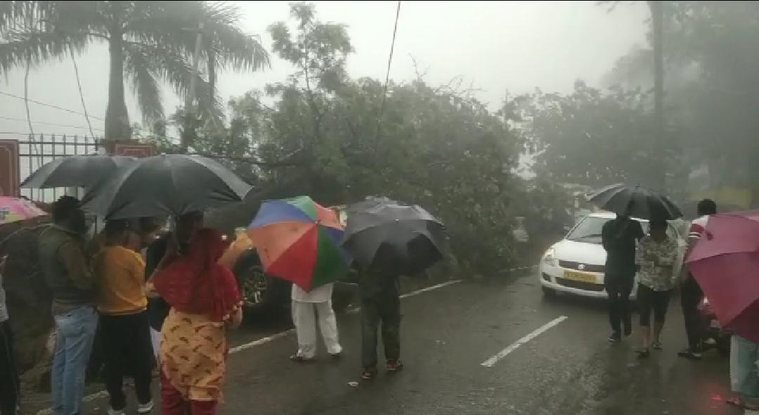 Tourists arrive at Mount Abu to see the beautiful scenery, a tree falls on  a Gujarati tourist's car. | વૃક્ષ ધરાશાયી: માઉન્ટ આબુમાં આહલાદક નજારો જોવા  પ્રવાસીઓ પહોંચ્યા, ગુજરાતી ...