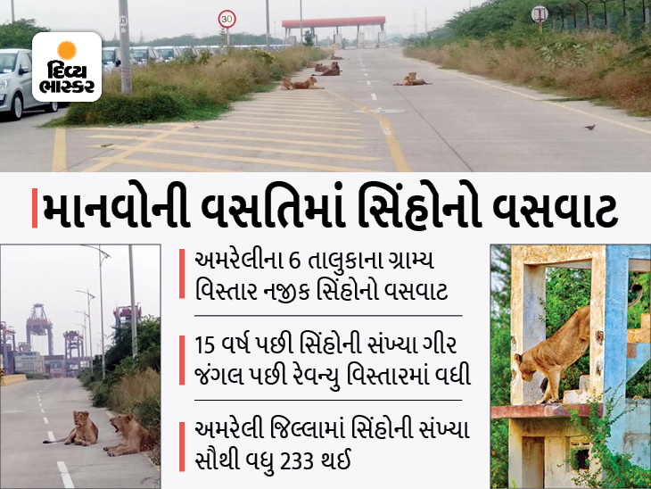 Lions live near the rural areas of six talukas of Amreli | ગીર પછી હવે અમરેલી જિલ્લામાં એશિયાટિક સિંહોનો દબદબો, માનવીઓ જ સાચવી રહ્યા છે વનરાજાને - Vimarsana News