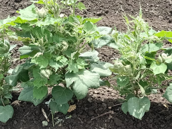 Rains affect crops in Vadodara district, cotton crop withers in Dassar and Karjan | વડોદરા જિલ્લામાં વરસાદ ખેંચાતા પાક પર અસર પડી, ડેસર અને કરજણ પંથકમાં કપાસના પાક મુરઝાયો - Vimarsana News
