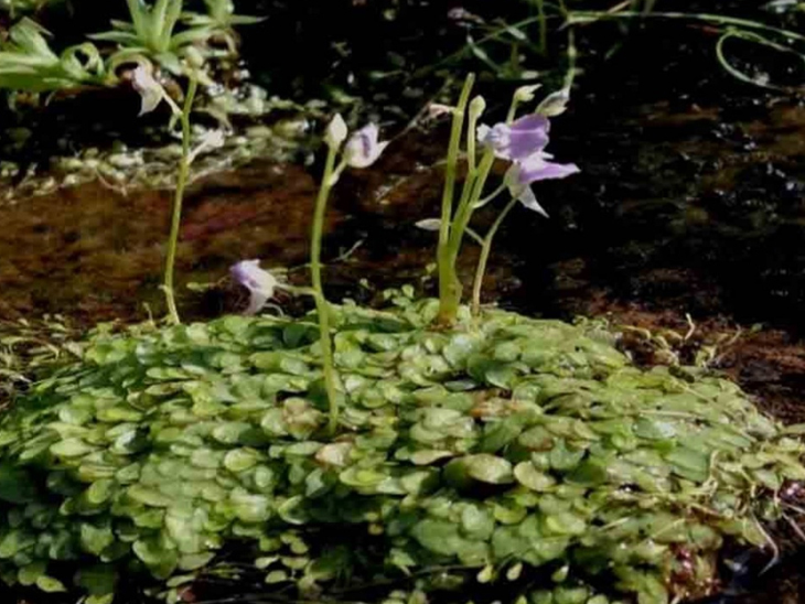 Unique carnivorous plant discovered from Girnar, Junagadh | જૂનાગઢના ગિરનાર પરથી અનોખી માંસાહારી વનસ્પતિ મળી, 'યુટ્રિક્યુલેરિયા જનાર્થનામી' મહારાષ્ટ્ર બાદ પહેલીવાર ગુજરાતમાં દેખાઈ - Vimarsana News