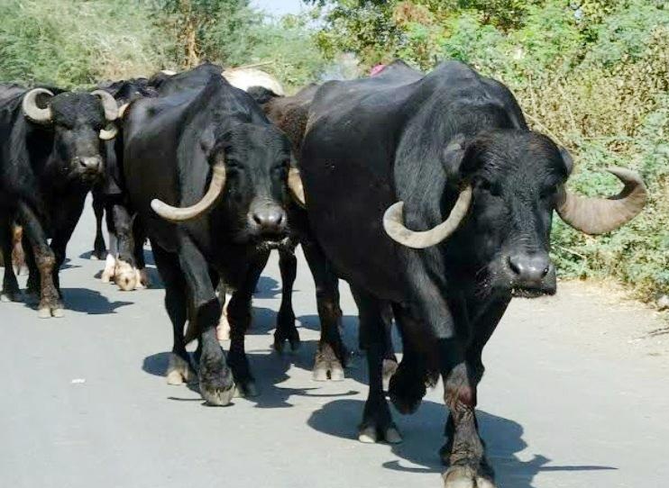 7 વર્ષમાં ભેંસોની સંખ્યામાં વધારો.