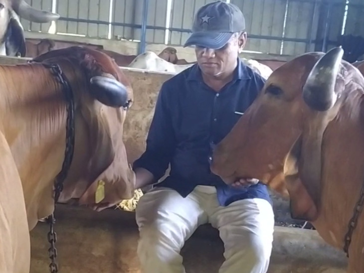 After his wife contracted psoriasis from cow's milk and ghee, he left