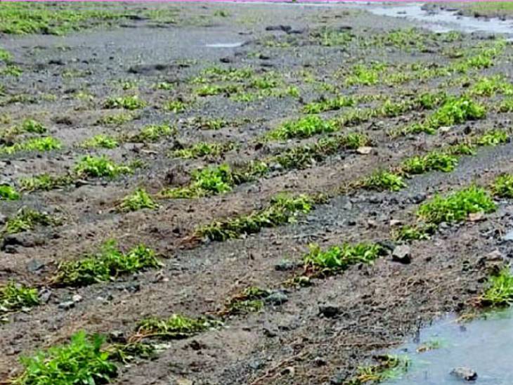 તાઉ તે વાવાઝોડુ અને સપ્ટેમ્બરના ભારે વરસાદમાં ખેડૂતોનો પાક ધોવાયો
