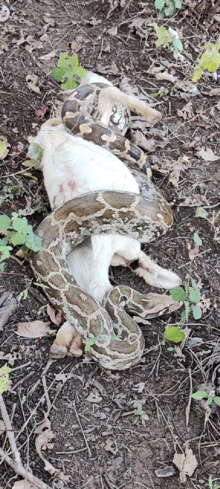 A huge python hunted a goat in the entire sanctuary of Dang buffalo ...