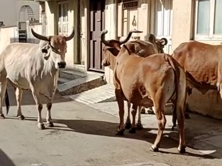 સંત કબીર રોડ પર રખડતા ઢોરનો અડિંગો.