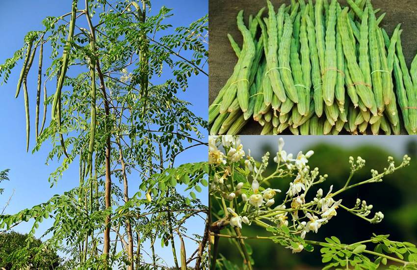 Protein-rich Moringa is effective in many ailments, reducing body fat |  આયુર્વેદિક લાઈફસ્ટાઈલ: પ્રોટીનથી ભરપૂર સરગવો અનેક તકલીફમાં અસરકારક, શરીરમાં  જમા ફેટ ઓછી કરે છે ...