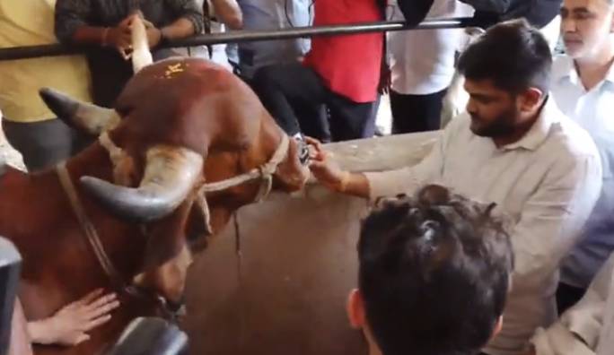 SGVPમાં ગાયની પૂજા કરી હતી.