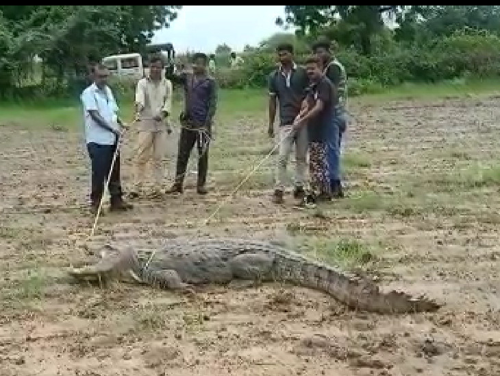 મગરનું રેસ્ક્યુ કરી રહેલા ટીમના સભ્યો