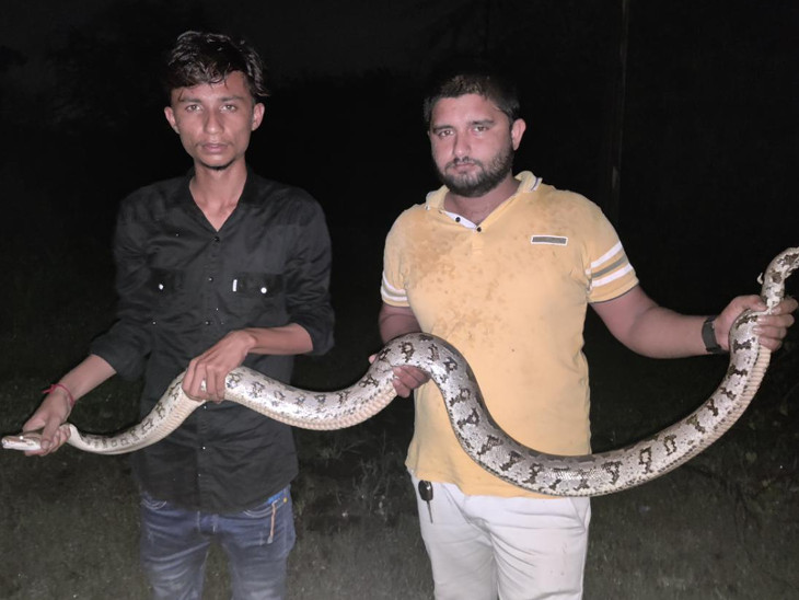 ખેતરમાંથી અજગર રેસ્ક્યૂ કરાયો