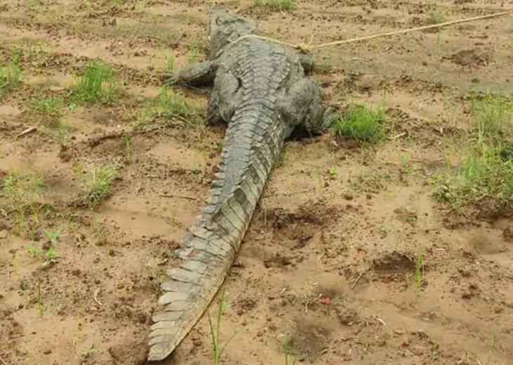 ખેતરમાં ફરી રહેલો મહાકાય મગર