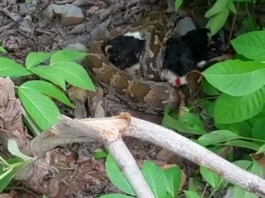 Khareghat Colony Python A python hunted a goat in Mena village of Khanpur taluka, forest ...