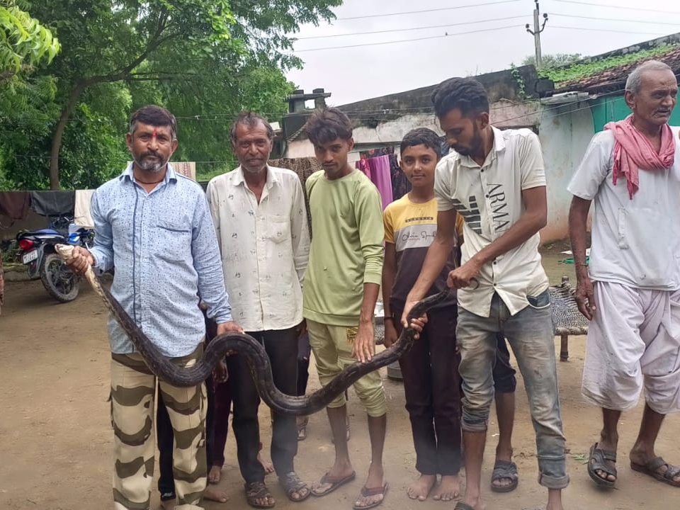 A 7 feet long python entered the big Naita village of Patan, the ...