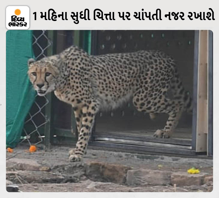 People don't understand the difference in leopards and cheetahs, more