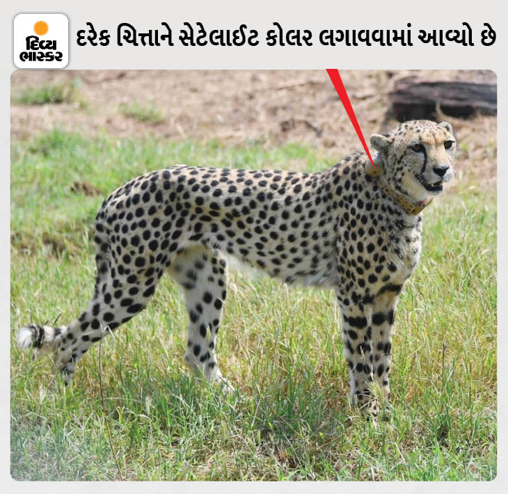 People don't understand the difference in leopards and cheetahs, more