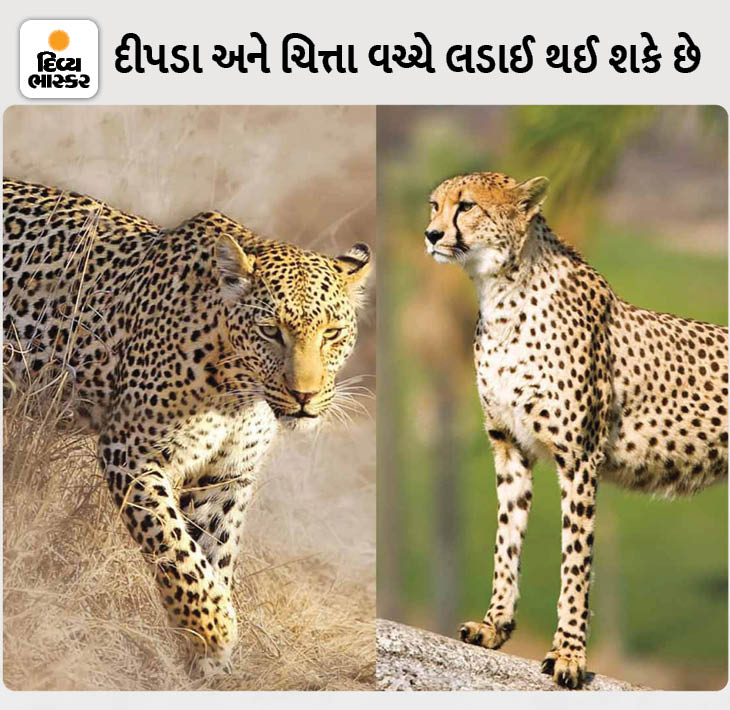 People don't understand the difference in leopards and cheetahs, more