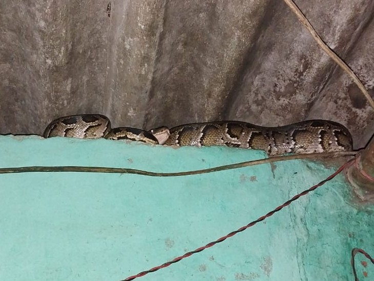 Sleeping couple spotted 8-foot python, lost their senses, WATCH VIDEO ...