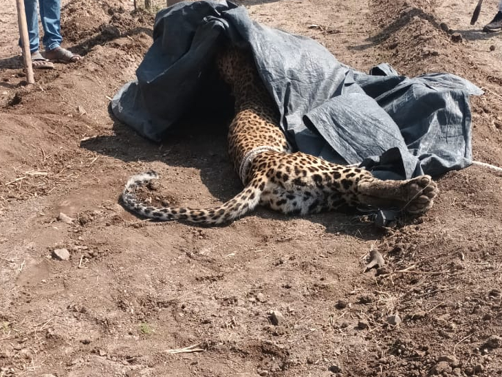 Hoofed leopard attacks 4 including husband in Dhari, wife unconscious after  hitting hands with shovel | પતિને બચાવવા મહિલા રણચંડી બની: ધારીમાં ખૂંખાર  દીપડાએ પતિ સહિત 4 પર હુમલો કર્યો ...