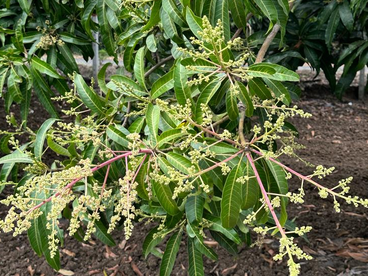 Mango Rais Mango crop damaged by unseasonal rains in South Gujarat | ભાસ્કર ...