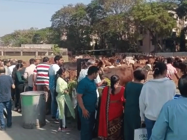સેવાભાવી લોકો ગાયોની સેવા માટે ઉમટ્યાં