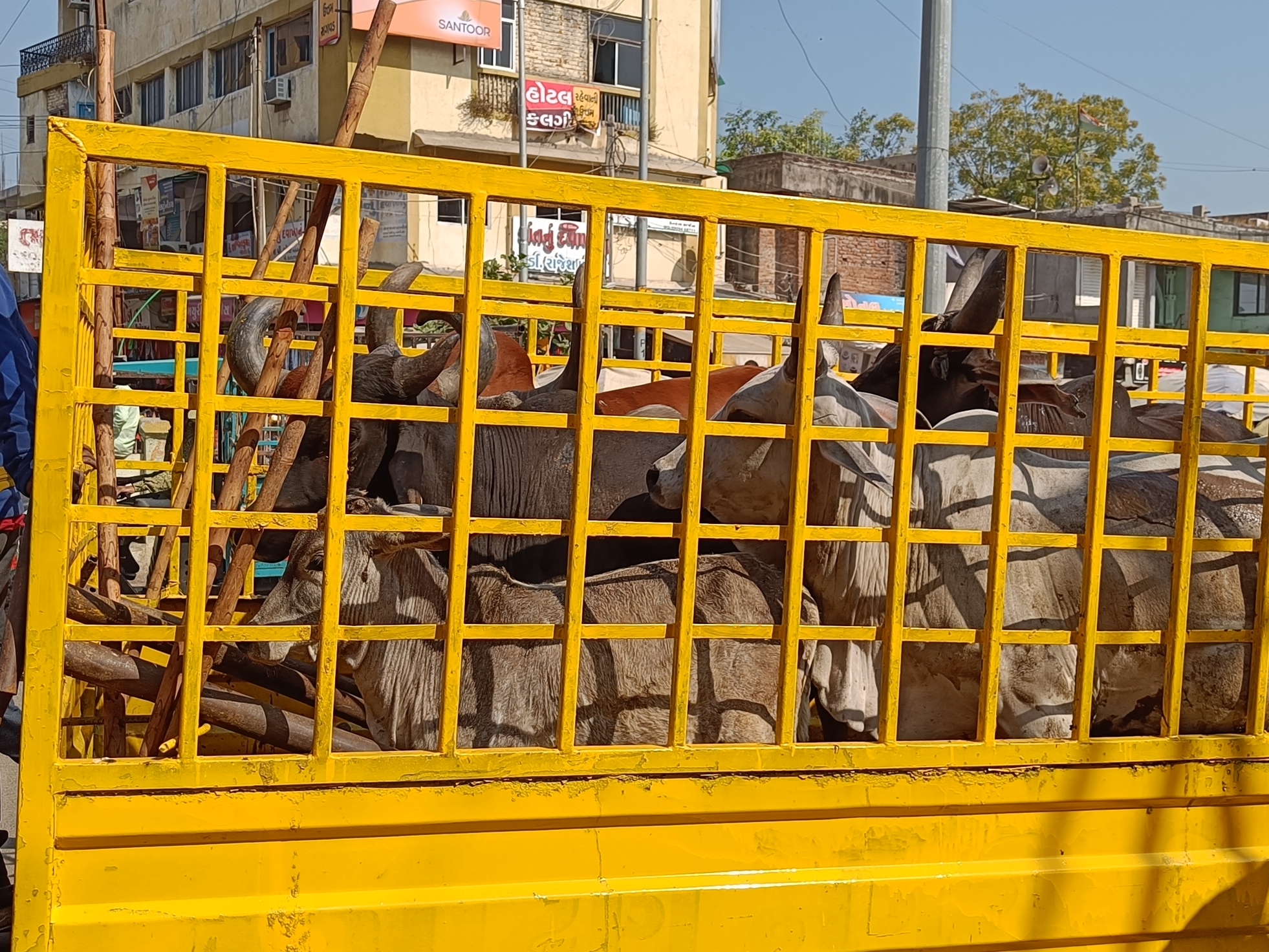 Patan Municipality started the drive to corral stray cattle, corralled ...