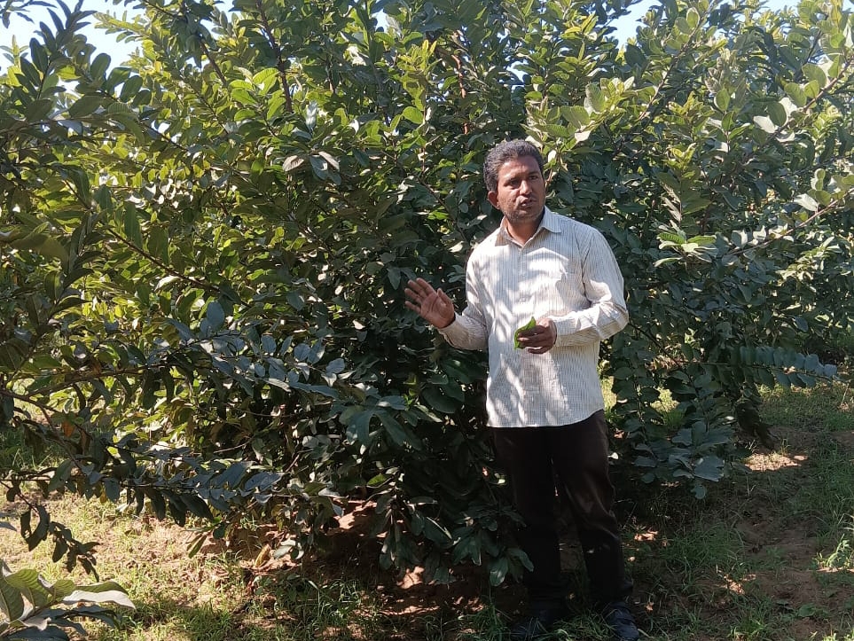 After reaping the benefits of using cow urine in agriculture, now