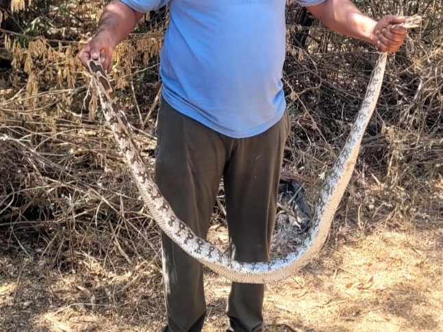 In Una, a 6-foot python was spotted in a paddy field near a sugar ...