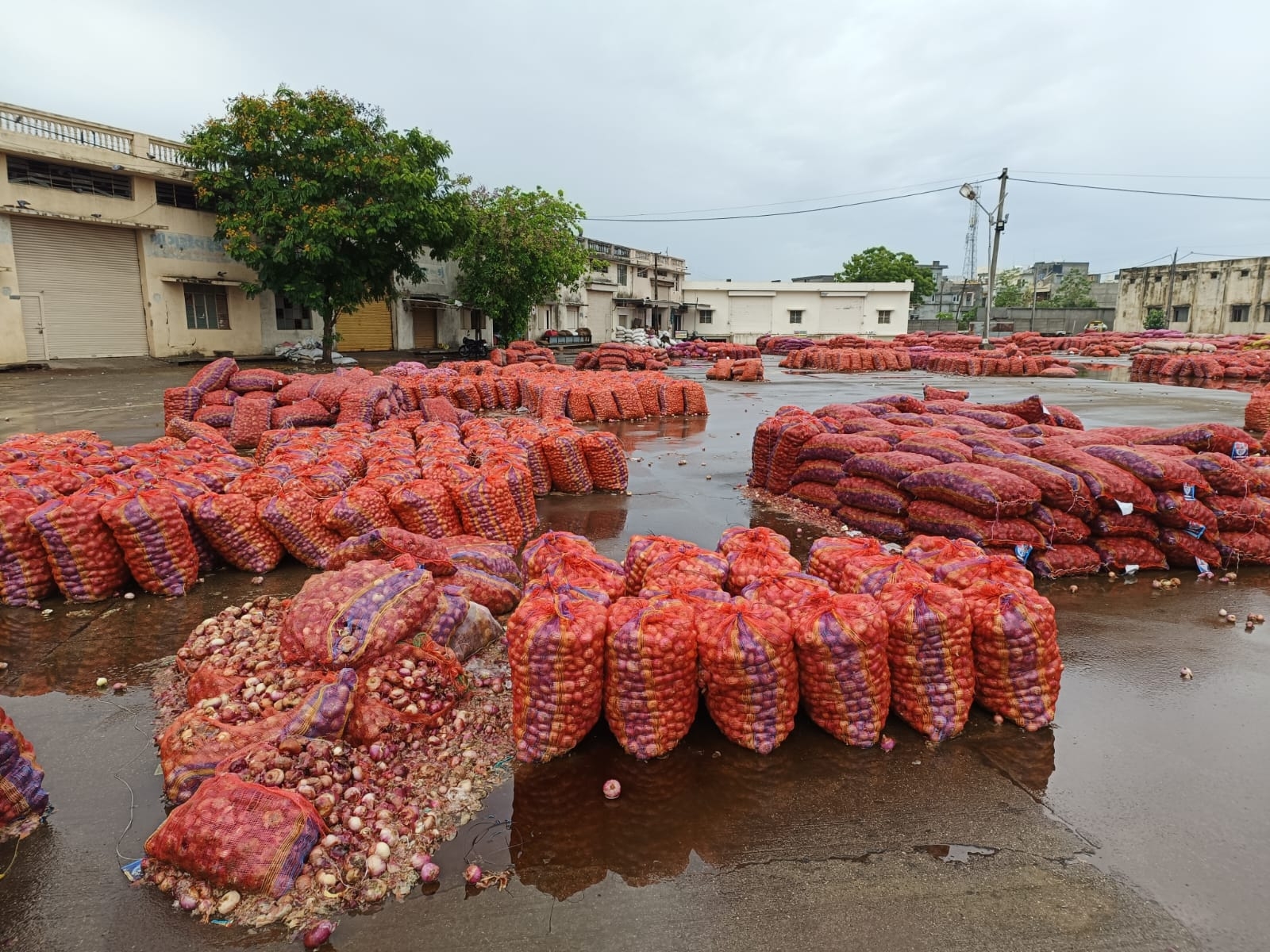 Unseasonal rains cloud worry over farmers in the district; Damage to ...