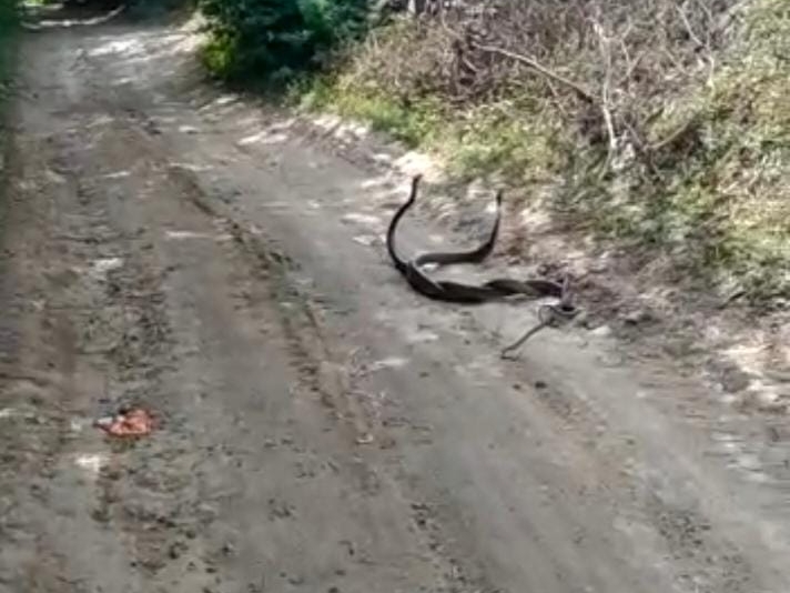 Rare sightings of snakes seen in rural parish of Khambhalia; The love ...