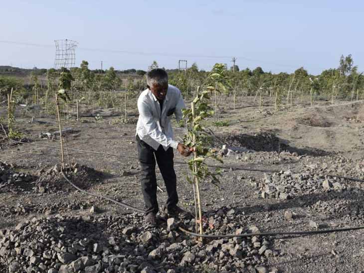 Drip irrigation system and fountains were installed in the stony soil