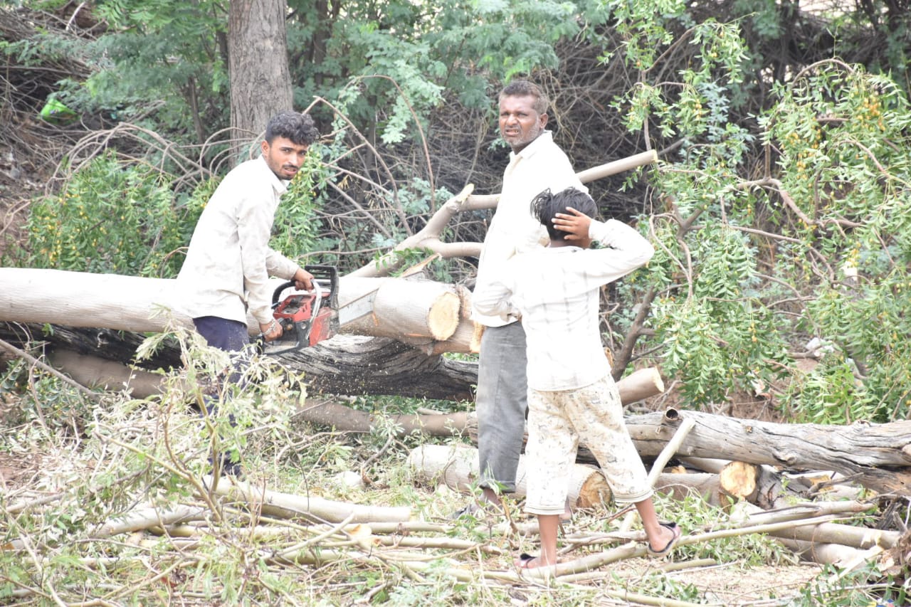 Tree Inconveniences Disruptive functioning of the system with regard to light, water and ...