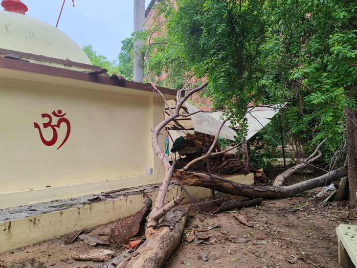 Risk of accident due to nonremoval of tree falling on shed of