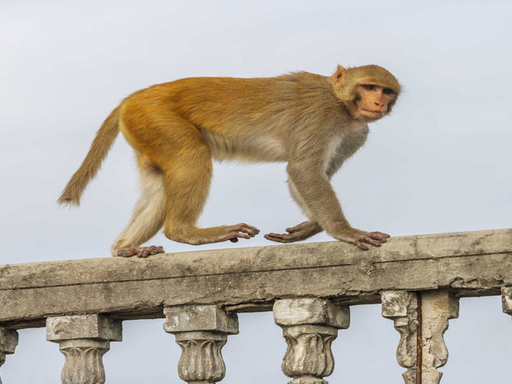 પ્રતિકાત્મક તસવીર.