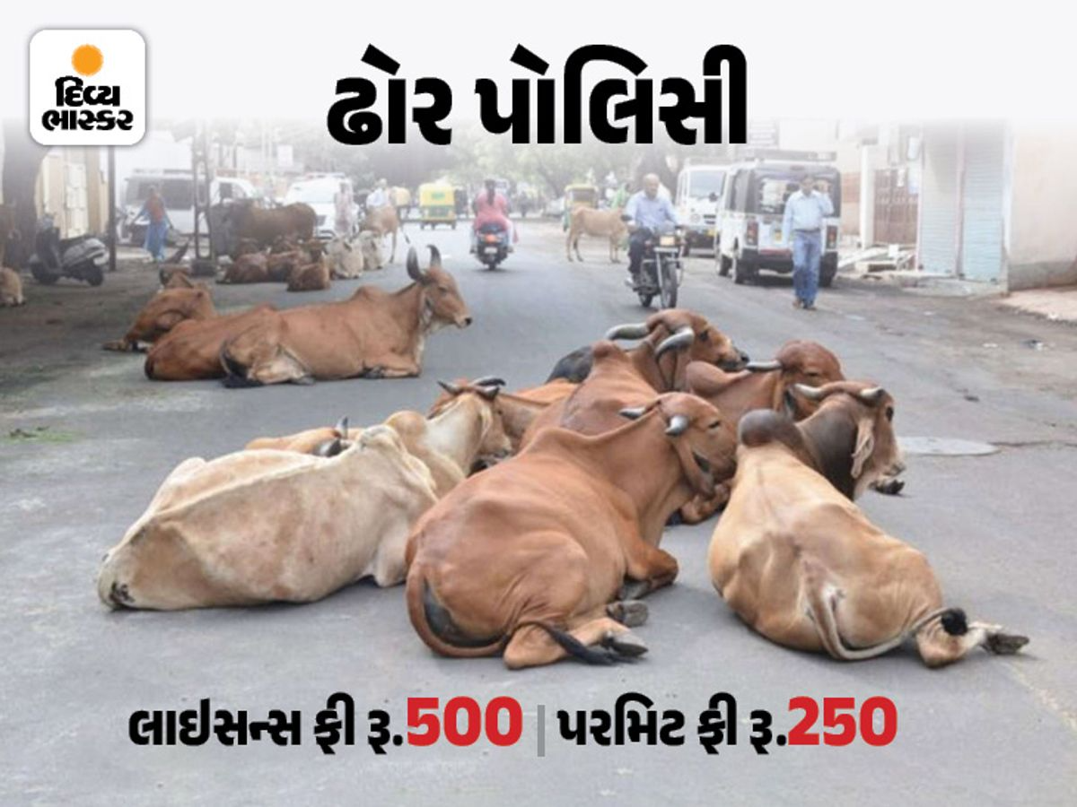 Cattle control policy in effect from September 1 in Ahmedabadસ Cattle owners to obtain license