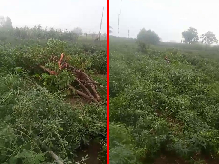 In Rajkot, rains with strong winds washed away crops including castor