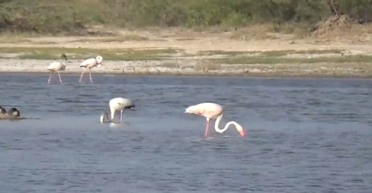 Birds arrived in December in Bhal regions where the cold starts | મન્ડે ...