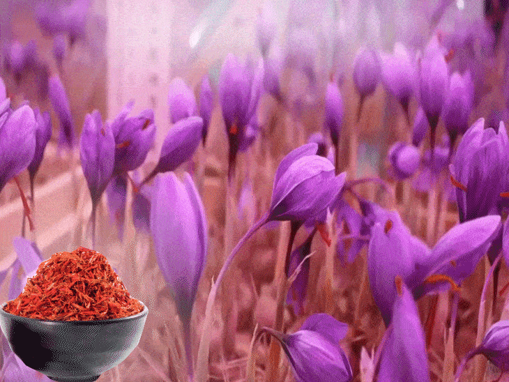 The robbers left the gold and started looting the saffron | લૂંટારાઓ સોનું  છોડીને કેસર લૂંટવા લાગ્યા: કેસરથી સ્વાદ અને આરોગ્ય બંનેમાં થશે સુધારો,  કાશ્મીરનું સૌથી ...