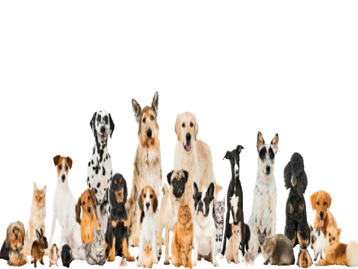 PETS have become as beloved as pets | કવર સ્ટોરી: પેટનાં જણ્યાં જેવાં જ ...
