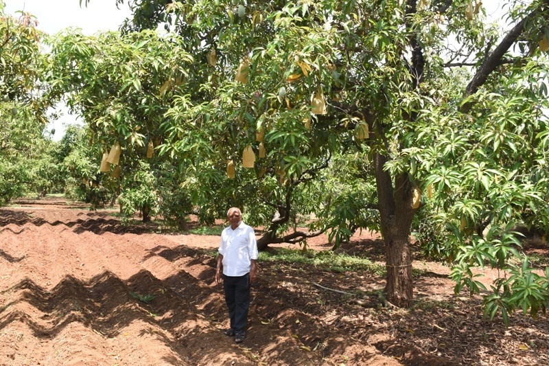 paper-bag-technique-natural-farming-protected-against-climate-change