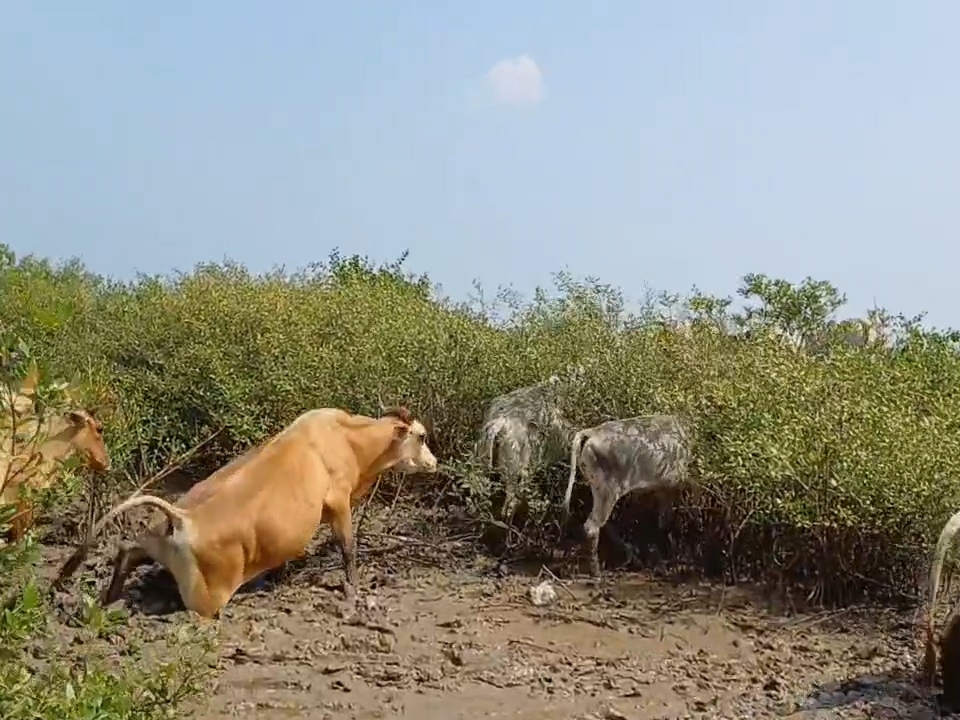 Locals rescued 45 cows stuck on an island in the mud of the mud in ...