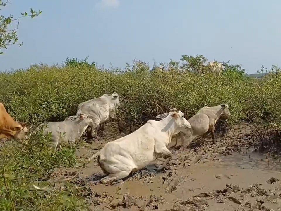 Locals rescued 45 cows stuck on an island in the mud of the mud in ...
