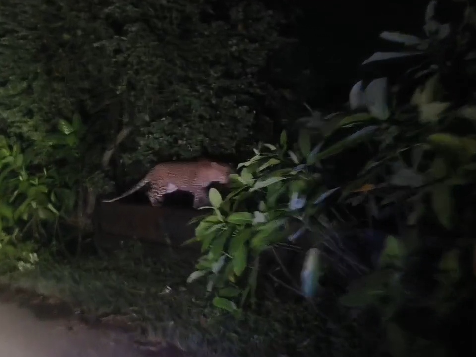 Leopard spotted in Godawadi village of Mandvi taluk, escaped after car