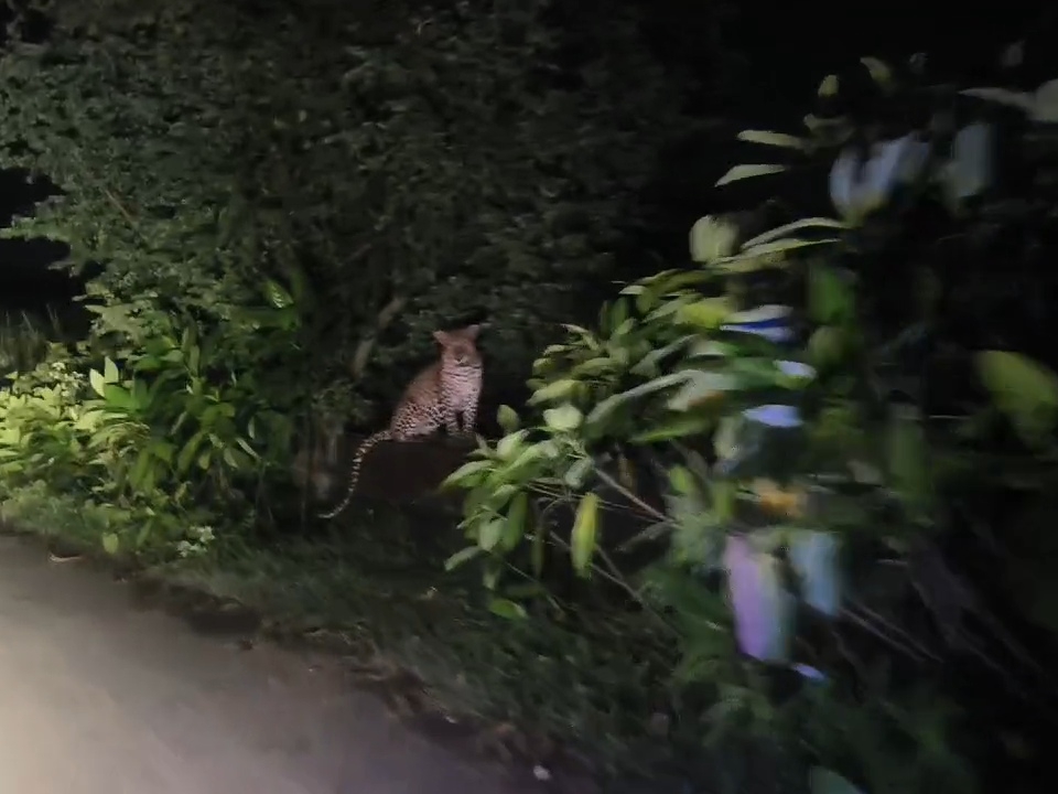 Leopard spotted in Godawadi village of Mandvi taluk, escaped after car