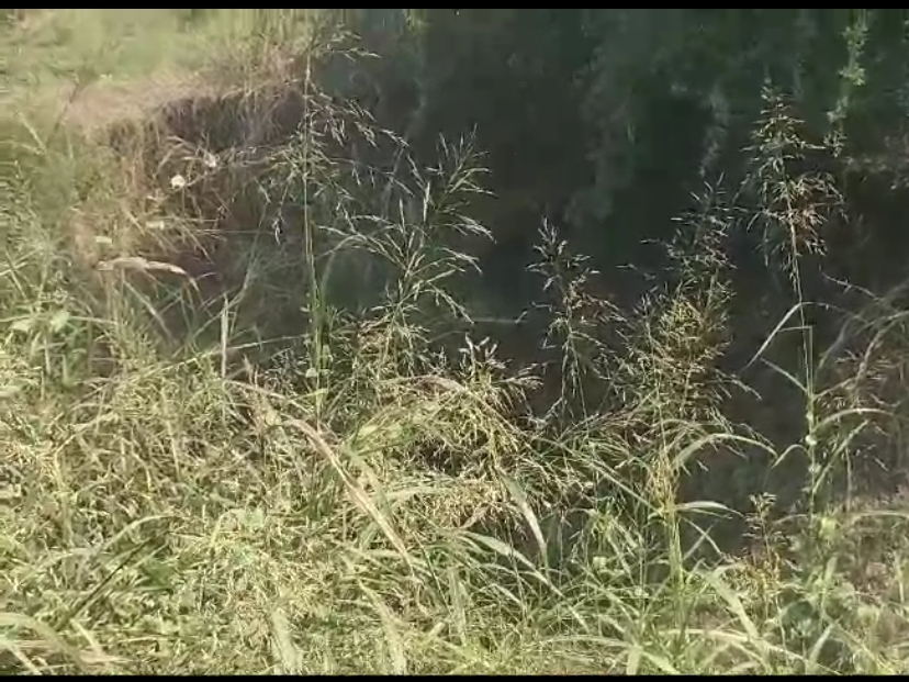Due to the flood in Dhadhar river of Amod in Bharuch district, farmers