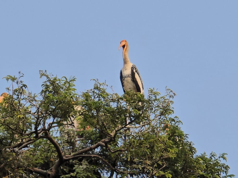 Exotic birds are the center of attraction for people in Gelani Kuwa ...