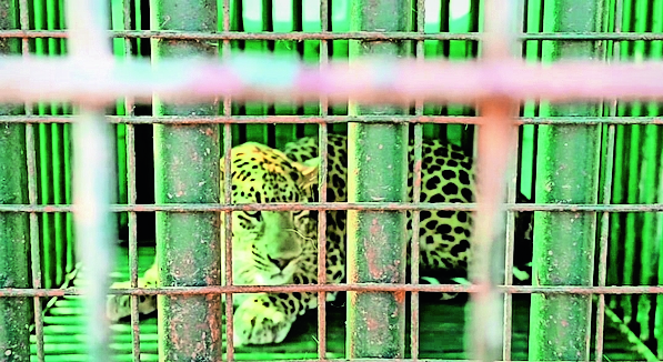 A leopard and a leopard cub were captured in a week: Both were sent to ...