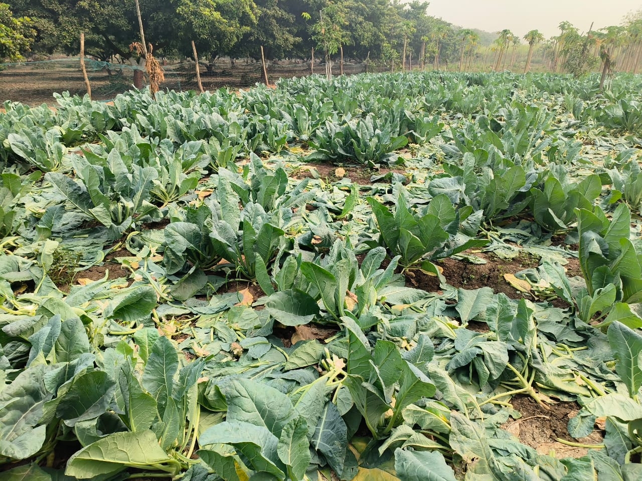 Farmers planting vegetable crops fear widespread losses due to changing  weather conditions amid forecast of unseasonal rains | જગતનો તાત ચિંતામાં:  કમોસમી વરસાદની આગાહી વચ્ચે વાતાવરણમાં બદલાવ ...